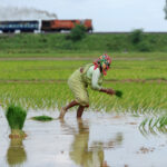 Varaha helps Indian farmers reduce climate-harming practices like burning crop residue and flooding rice fields | TechCrunch